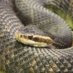 Dangerous Florida Snake