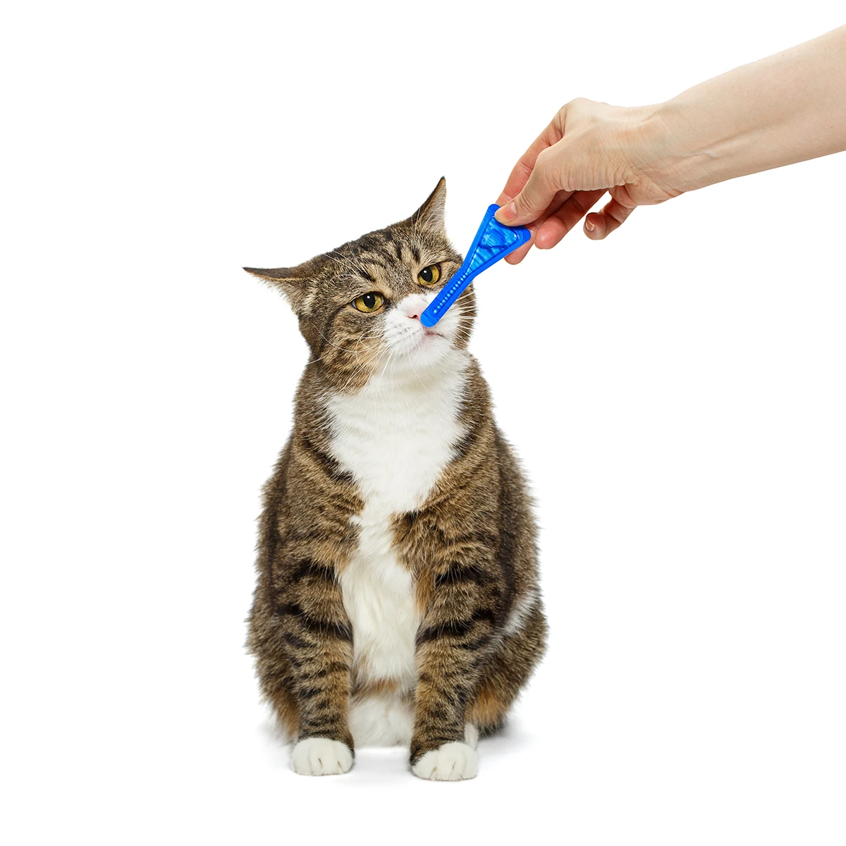 cat care