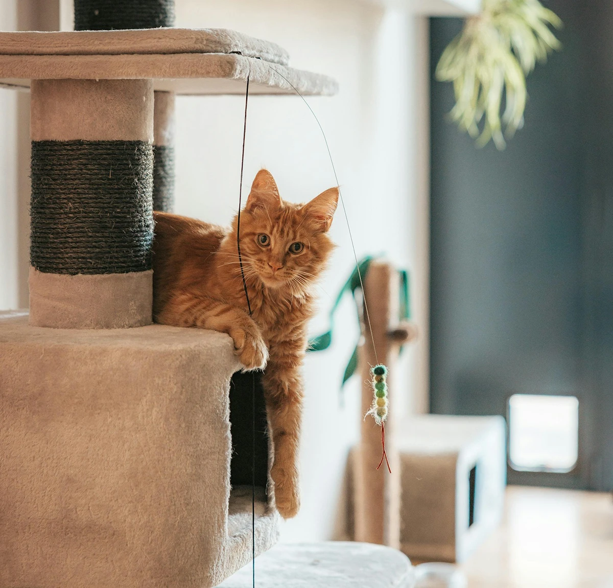 cat