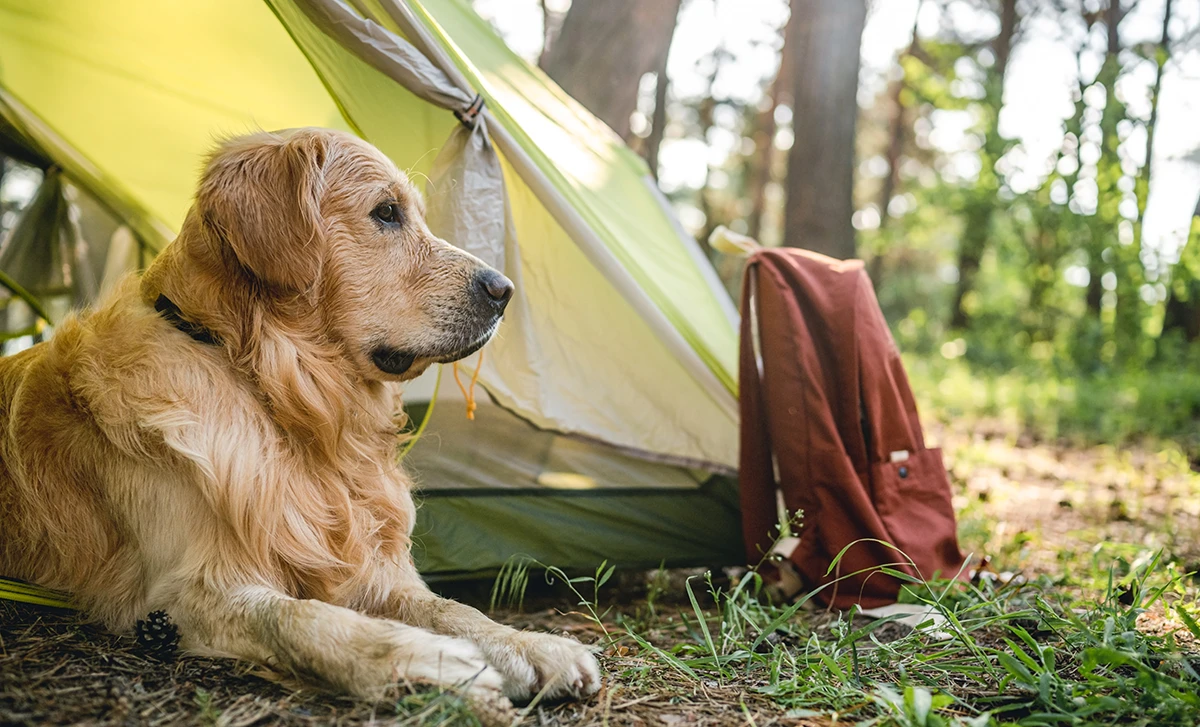 dog camping