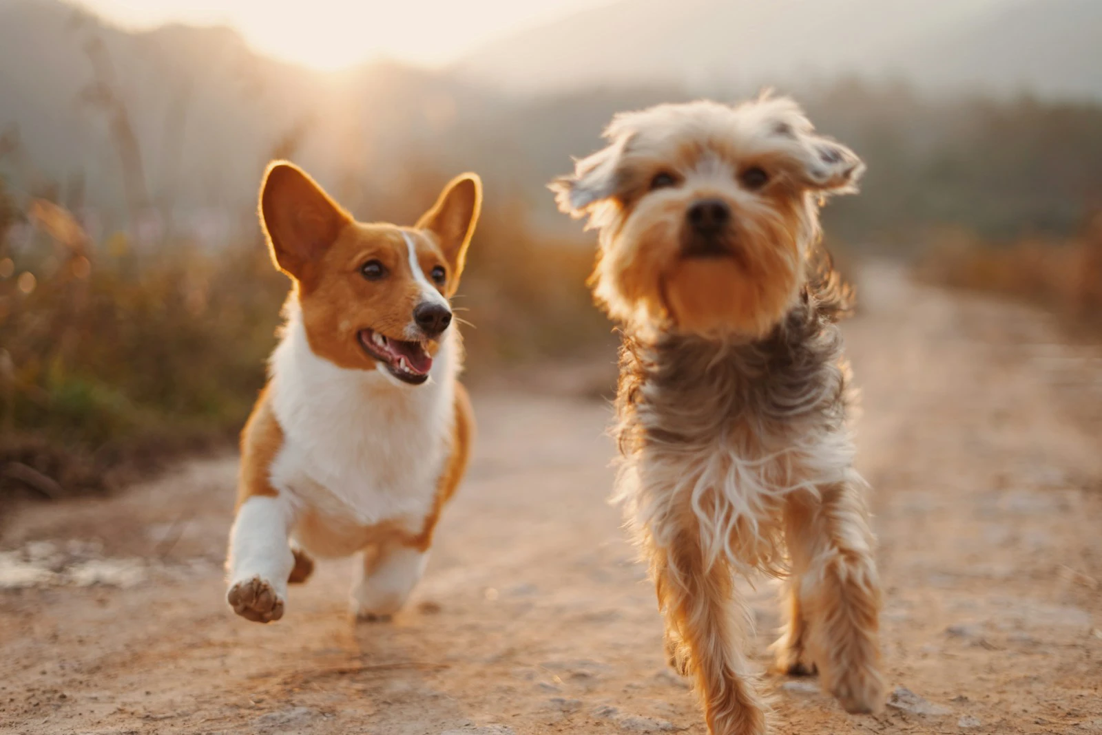puppies