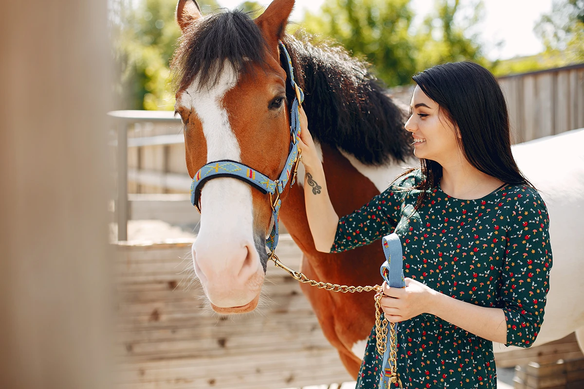 horse care