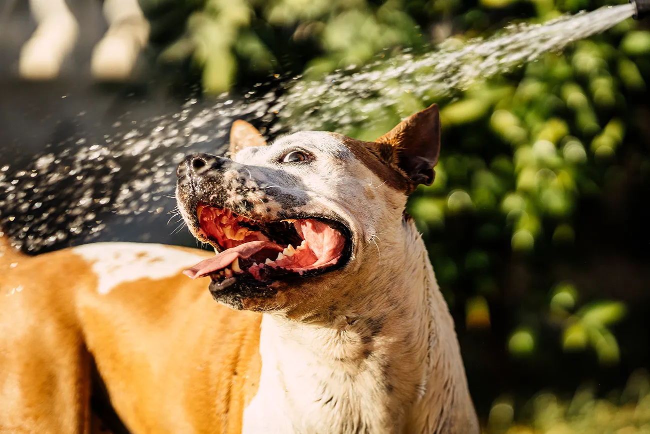 Dog playing in water