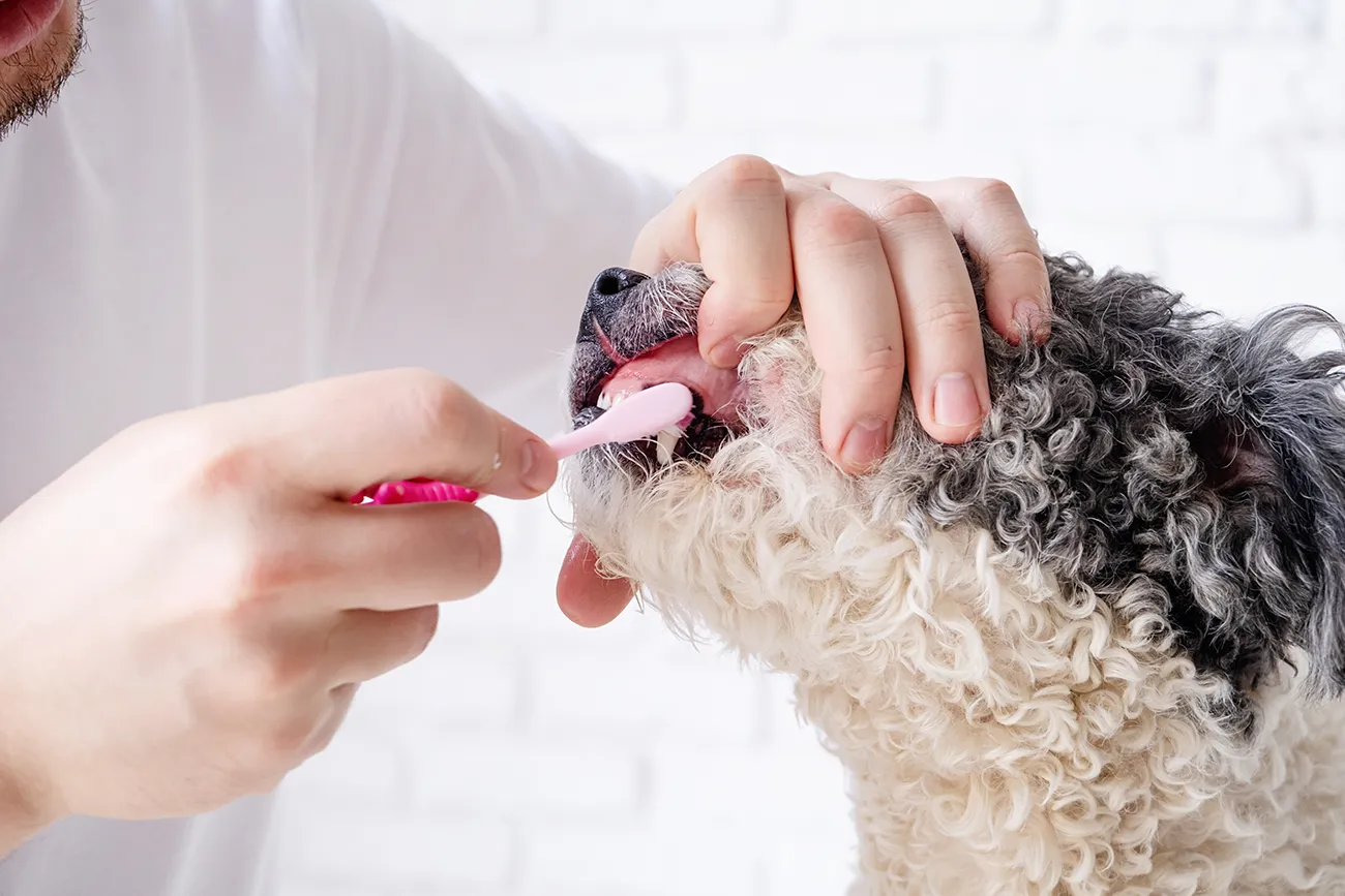 man brushing dog's teeth