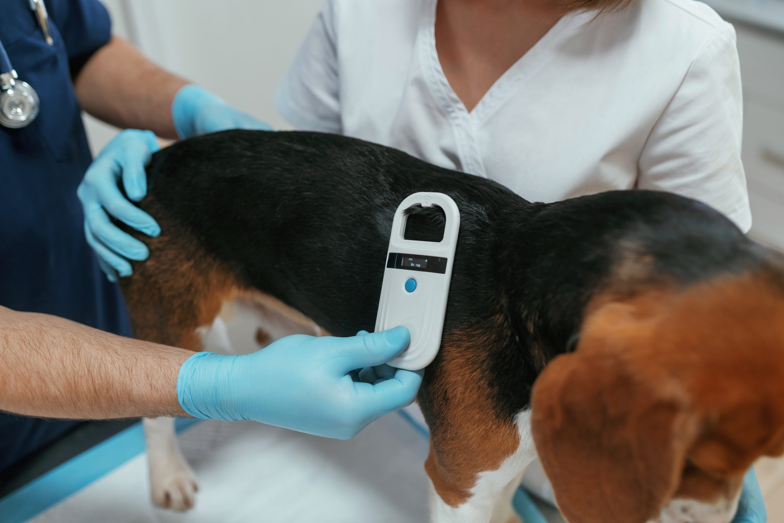 pet microchip